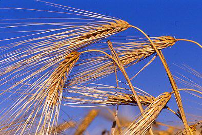 wheat2ss.jpg